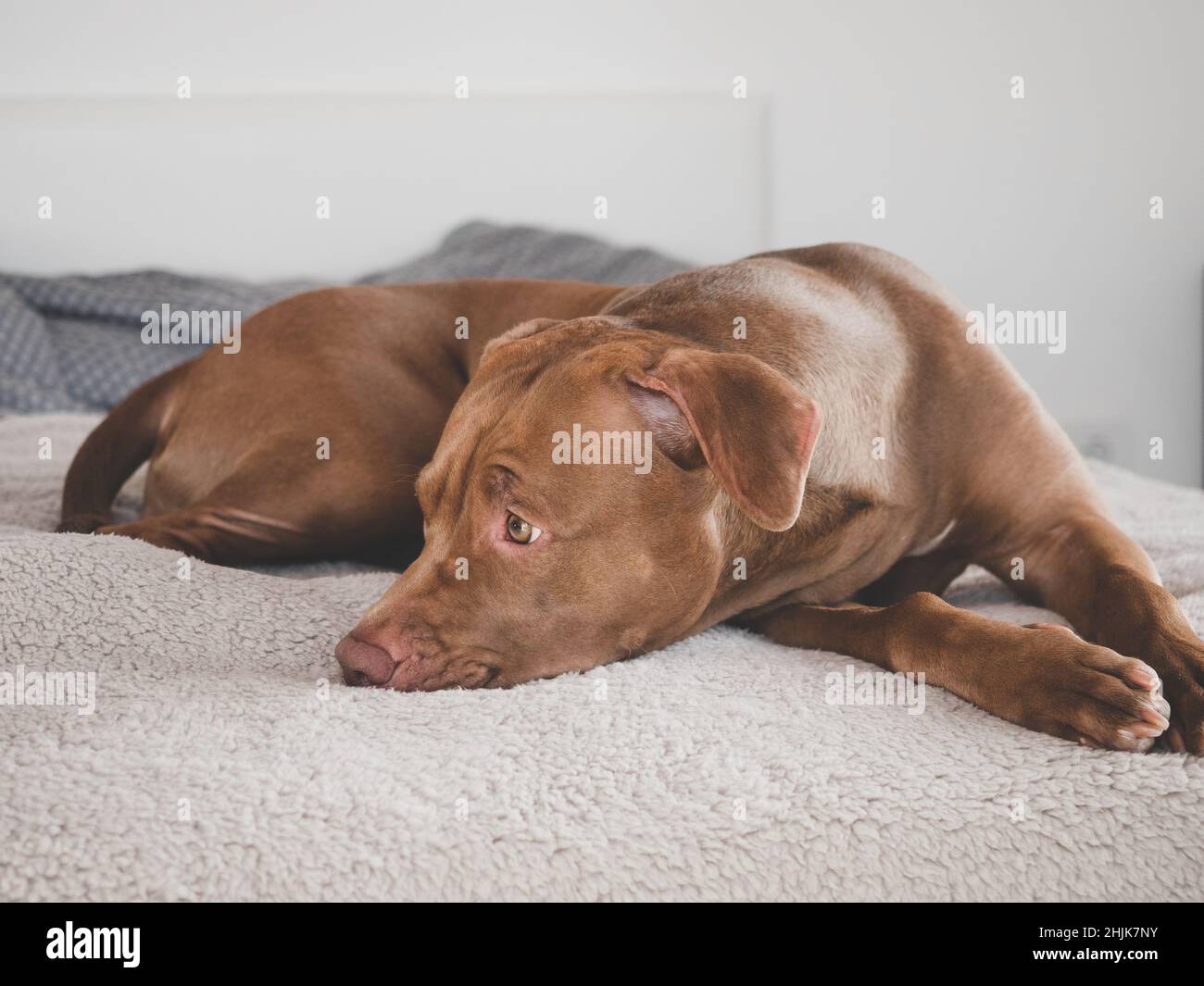 Amabile, carino cucciolo di colore marrone. Primo piano, in interni, foto da studio. Luce diurna. Concetto di cura, educazione, obbedienza, formazione e allevare animali domestici Foto Stock