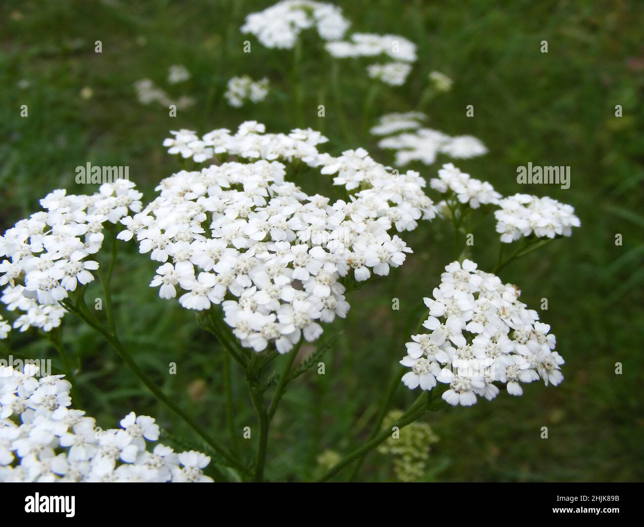 Vista ravvicinata dell'infiorescenza bianca di freccia fiorita (in latino: Achillea millefolium). Belle piante di prato che ha usato in medicina popolare a. Foto Stock