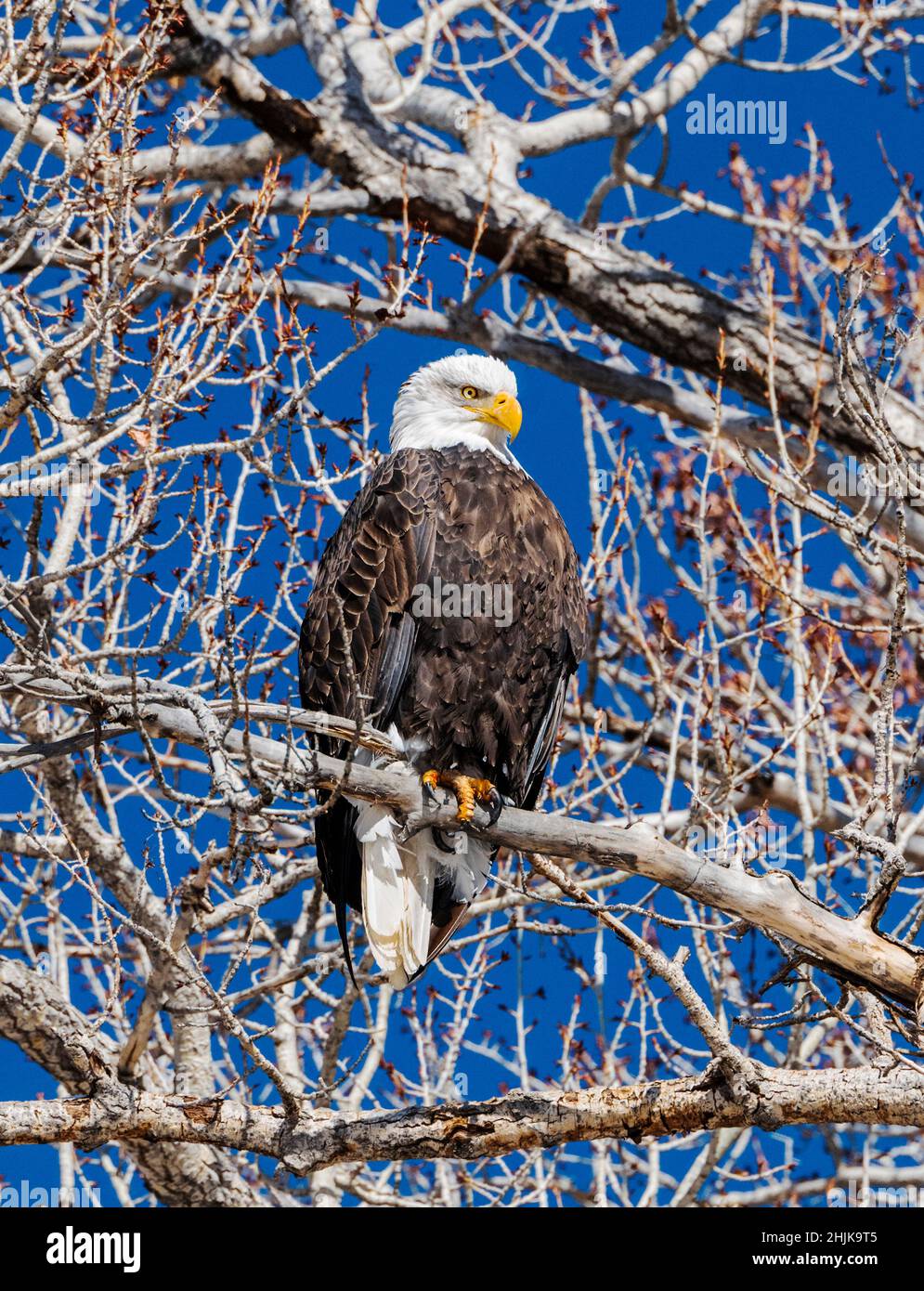 American Bald Eagle (Haliaeetus leucocephalus); arroccato in un albero di Cottonwood che si affaccia sul fiume South Arkansas; Salida; Colorado; USA Foto Stock