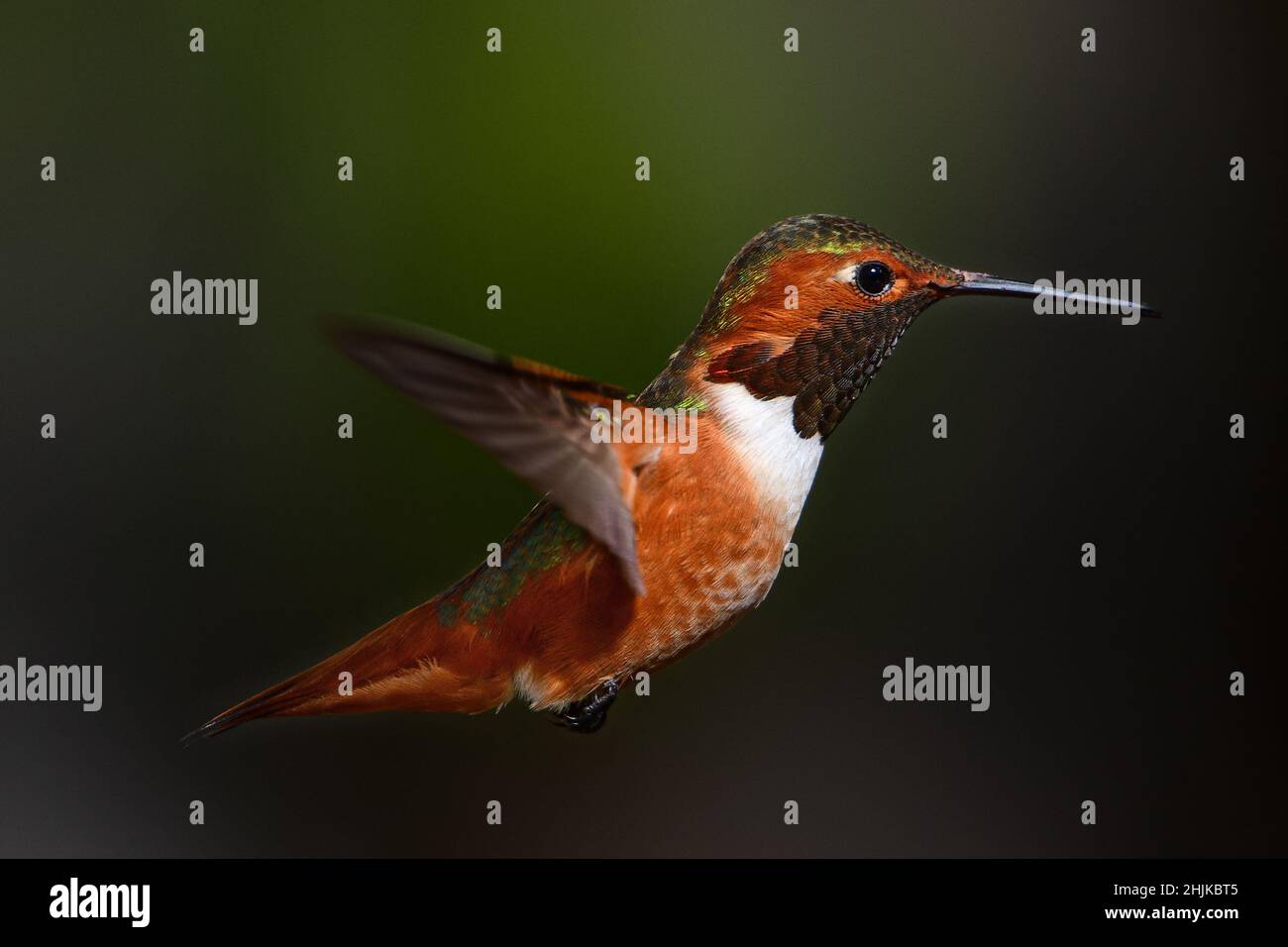 Allen Hummingbird (Selasphorus sasin) Foto Stock