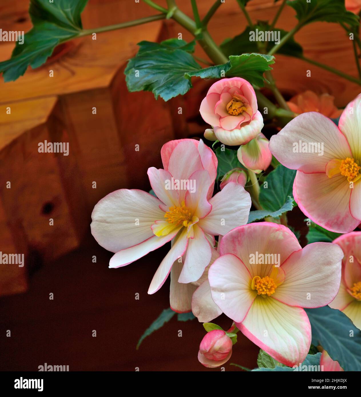 Begonia Tuberhybrida tenera fiori rosa bianchi, primo piano - sfondo floreale. Fiori luminosi di begonia tuberosa - floricoltura, coltivazione di piante, ga Foto Stock