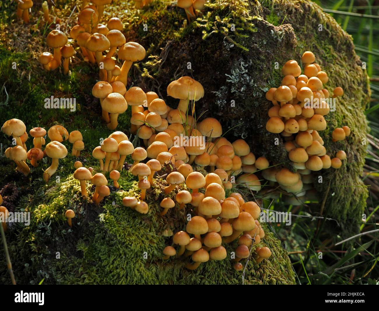 Colonia di corpi fruttificanti di tuft di zolfo (Hypholoma fasciculare) funghi su un vecchio ceppo di albero in Cumbria, Inghilterra, Regno Unito Foto Stock