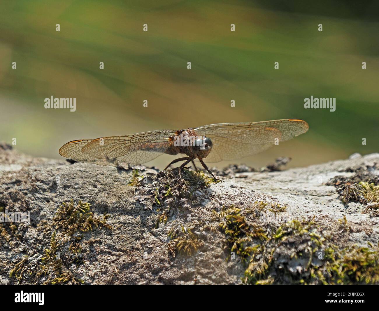Dragonfly con le ali scintillanti si stendono su roccia mosy in alta estate nello Yorkshire, Inghilterra, Regno Unito Foto Stock