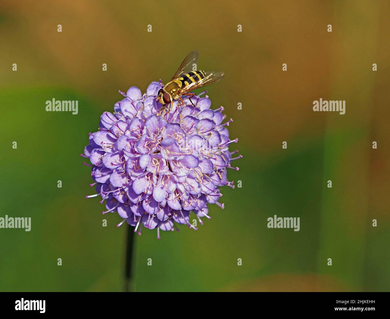 Marmalata hoverfly (Episyrphus balteatus) su fiore blu di Devil's-bit scabious (Succisa pratensis), Inghilterra, Regno Unito Foto Stock