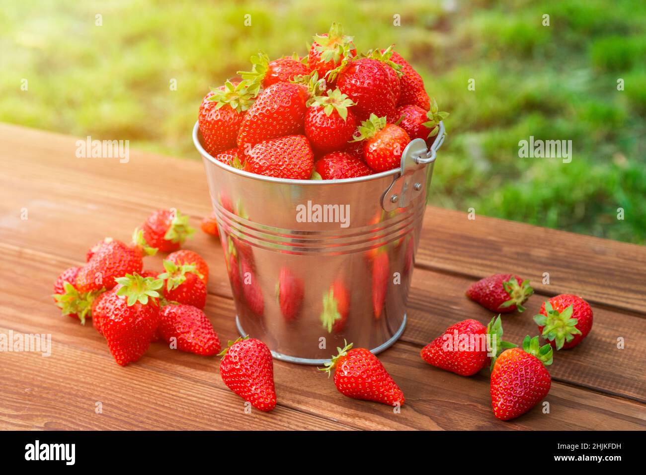 Secchio di fragole appena raccolte nel giardino estivo. Fragole mature e succose in un piccolo secchio di metallo su un tavolo di legno. Foto Stock