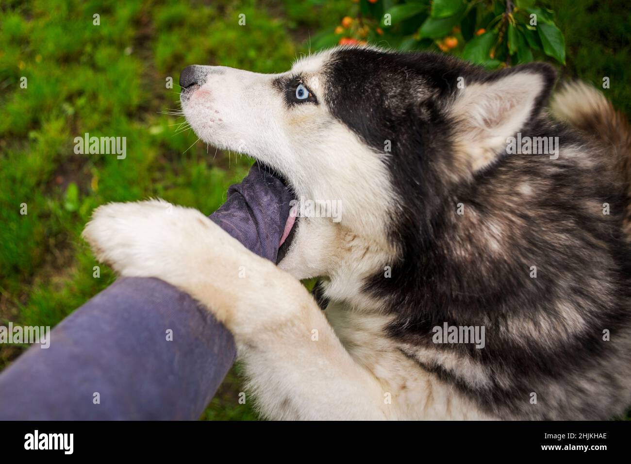 Giovane cane Husky razza sta cercando di mordere mano umana. Pericoloso cane morde mano di mans. Foto Stock