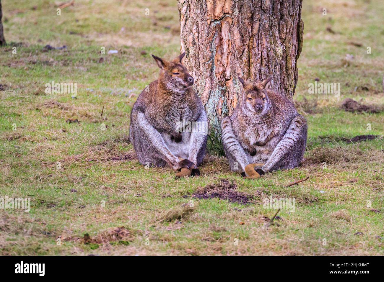 Muensterland, NRW, Germania. 30th Jan 2021. Due wallaby sembrano avere una chiacchierata rilassata mentre si siedono al sole di pomeriggio alla riserva naturale di Granat nella campagna di Muensterland, dove girano in un grande recinto all'aperto. I due macropodi, una piccola specie di canguro, hanno goduto senza dubbio del cambiamento del tempo che ha visto temperature più calde con cieli più chiari e un po' di sole in tutta la regione. Credit: Imagplotter/Alamy Live News Foto Stock