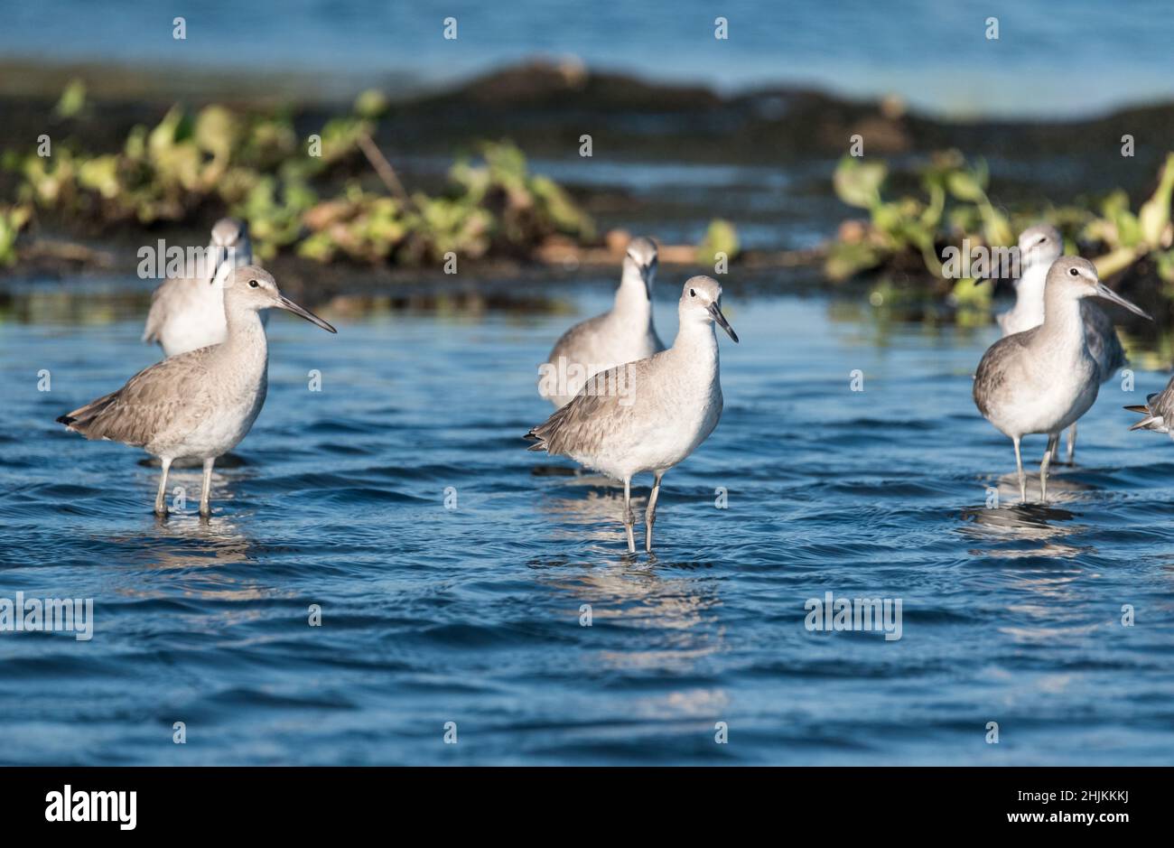 Gruppo di Willets (Tringa semipalmata) Foto Stock