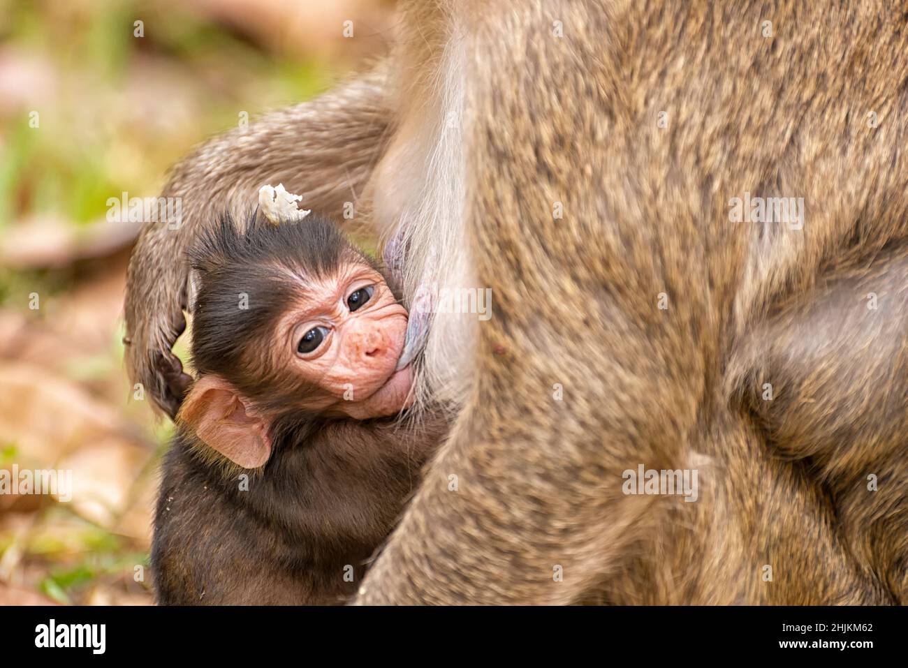 Macaco del bambino che è alimentato dalla relativa madre Foto Stock