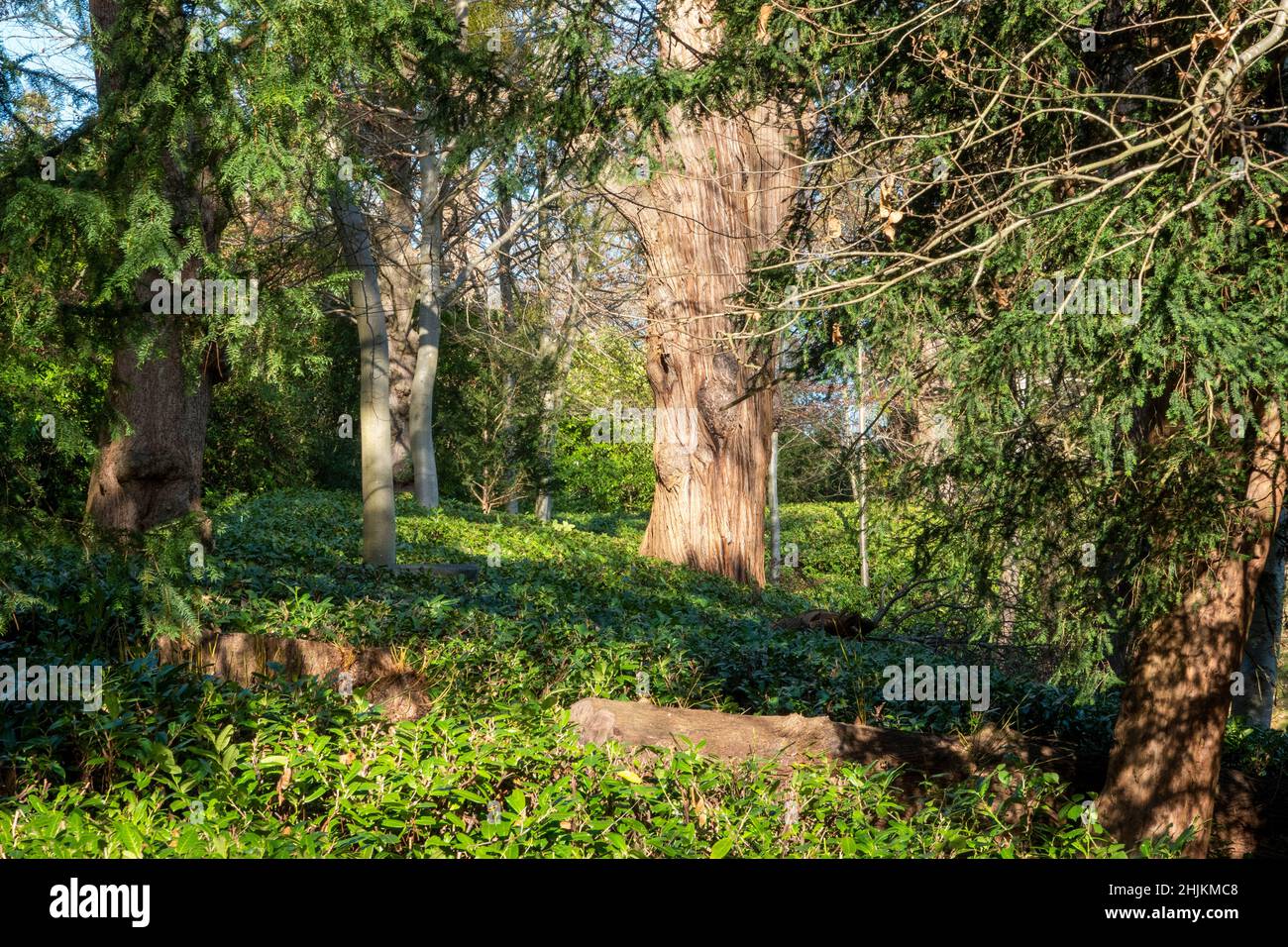 Claremont Landscape Gardens, Esher, Surrey Foto Stock