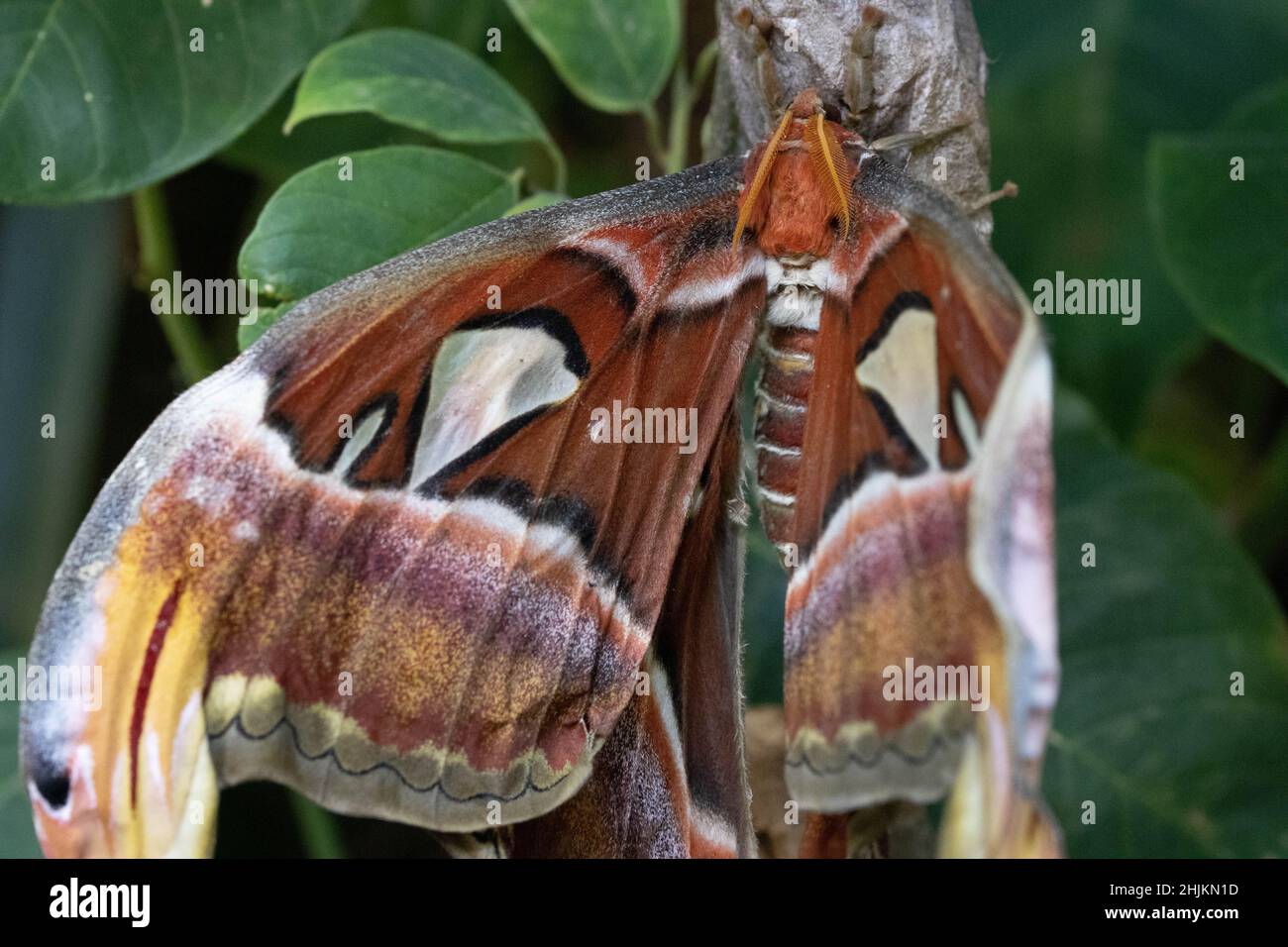 Nahaufnahme eines Atlantici in der Allgäuer Schmetterling Erlebniswelt, einem Schmetterlingspark mit Gewächshäusern voller bunter Insekten, ein Er Foto Stock