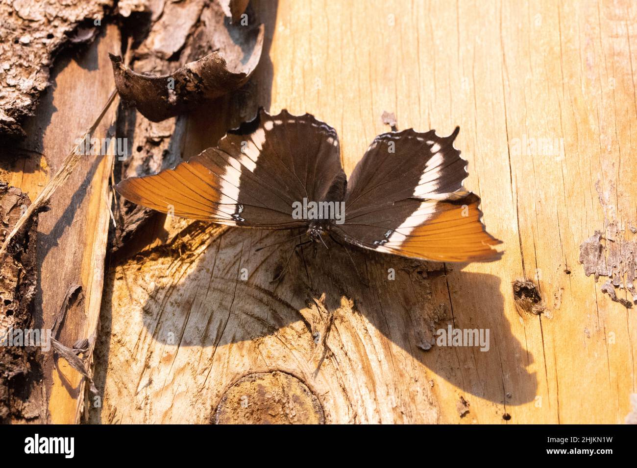 Nahaufnahme eines Siproeta epaphus Schmetterlings in der Allgäuer Schmetterling Erlebniswelt, einem Schmetterlingspark mit Gewächshäusern voller bunte Foto Stock