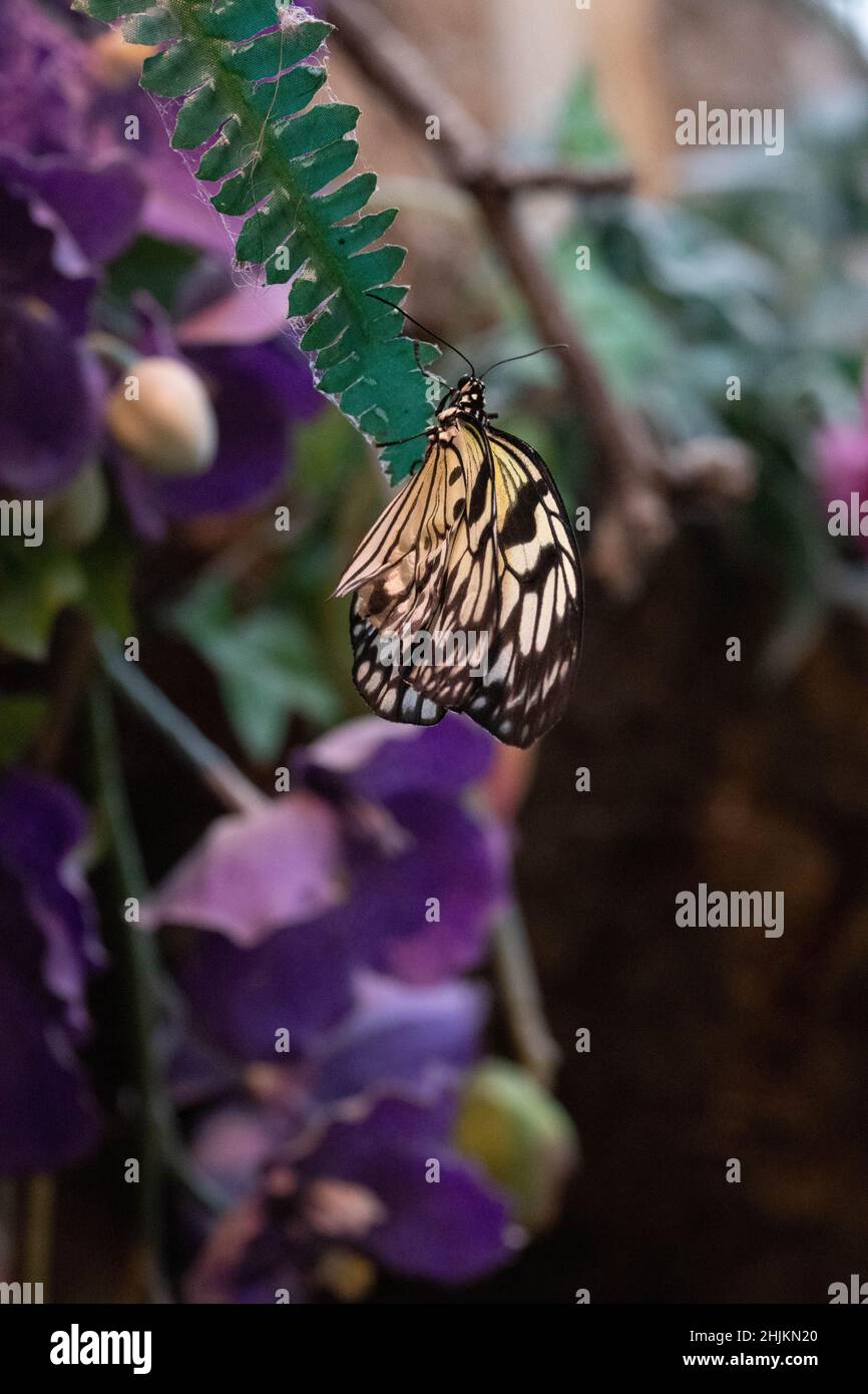 Nahaufnahme einer Weiße Baumnymphe in der Allgäuer Schmetterling Erlebniswelt, einem Schmetterlingspark mit Gewächshäusern voller bunter Insekten, ein Foto Stock