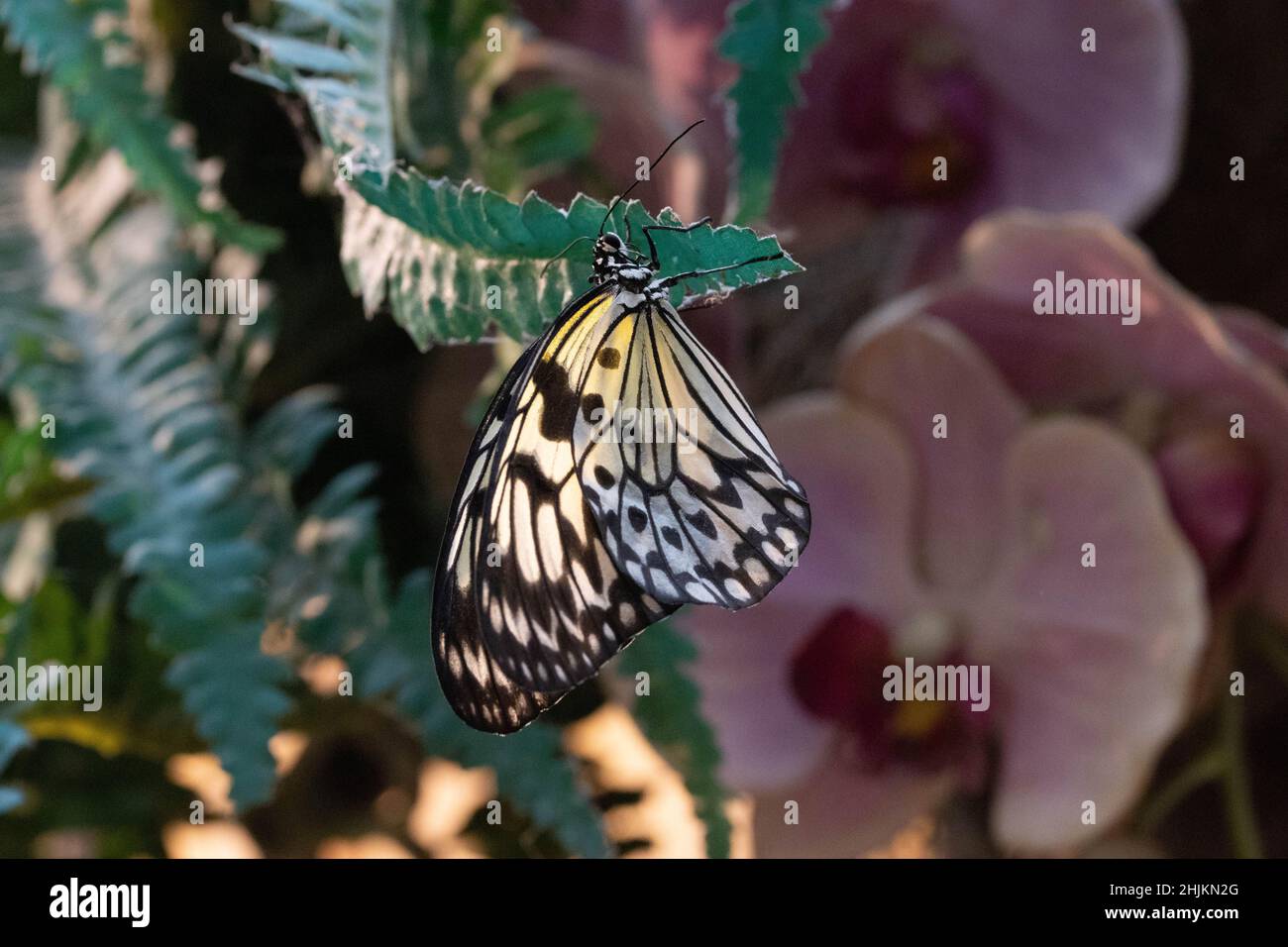 Nahaufnahme einer Weiße Baumnymphe in der Allgäuer Schmetterling Erlebniswelt, einem Schmetterlingspark mit Gewächshäusern voller bunter Insekten, ein Foto Stock