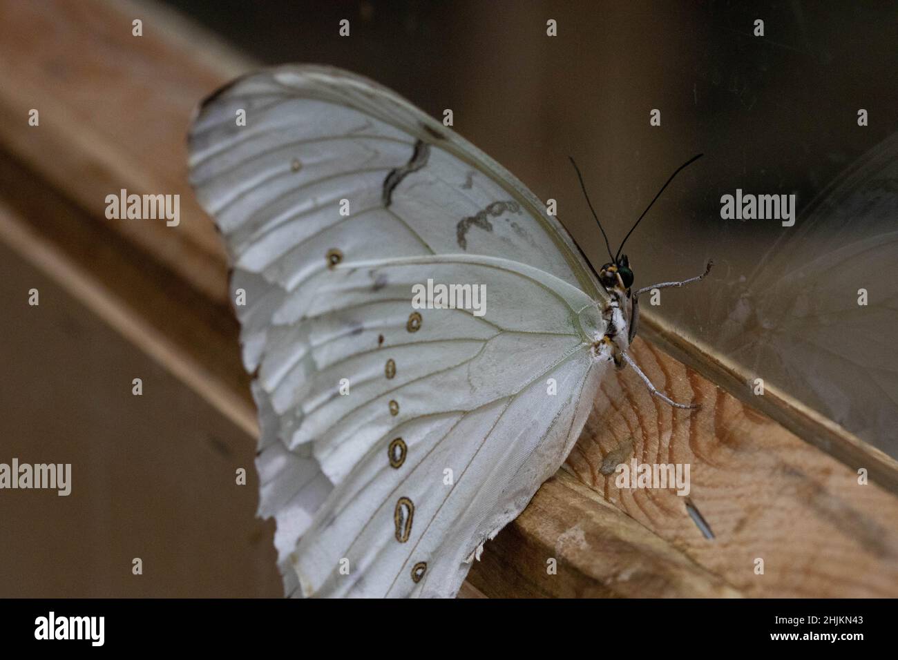 Weißer Schmetterling mit Punkten (Weißer Morphus) in der Allgäuer Schmetterling Erlebniswelt, einem Schmetterlingspark mit Gewächshäusern voller bunte Foto Stock