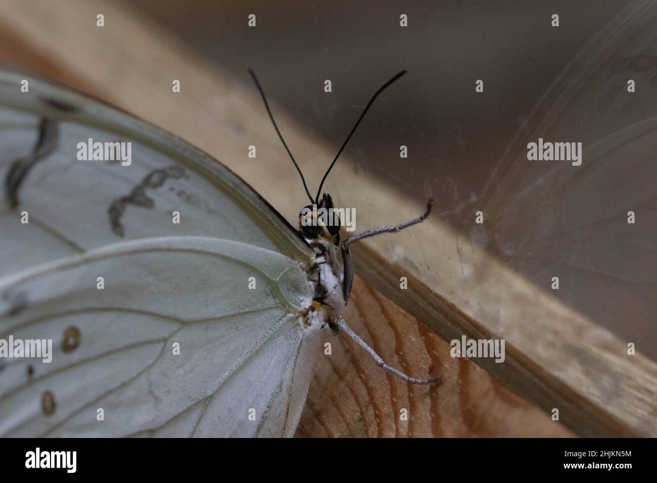 Weißer Schmetterling mit Punkten (Weißer Morphus) in der Allgäuer Schmetterling Erlebniswelt, einem Schmetterlingspark mit Gewächshäusern voller bunte Foto Stock