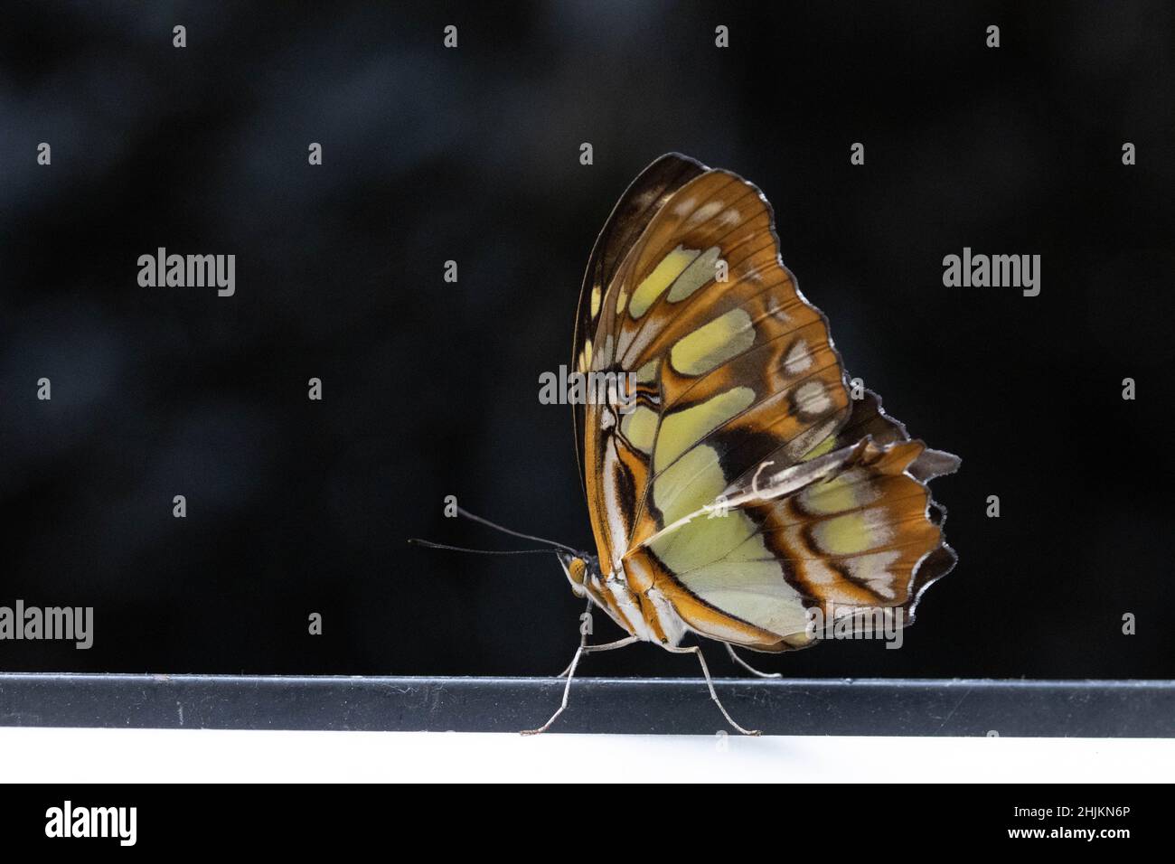 Makro eines wunderschönen grün Orange braunen Schmetterlings im Schmetterlingshaus bei Füssen Foto Stock