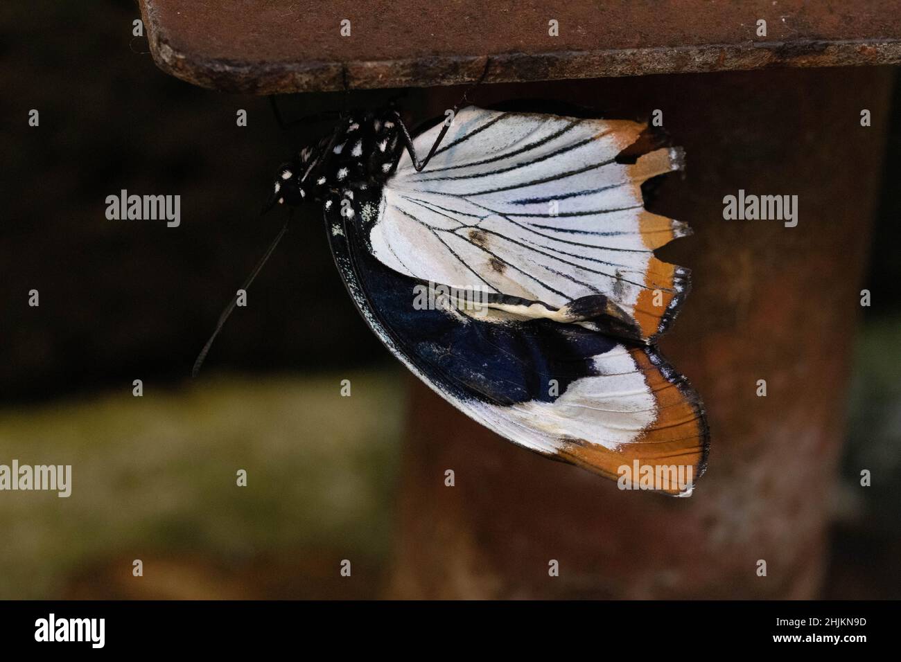 weiß-orangener Schmetterling in der Allgäuer Schmetterling Erlebniswelt, einem Schmetterlingspark mit Gewächshäusern voller Bunter Insekten, ein Erleb Foto Stock