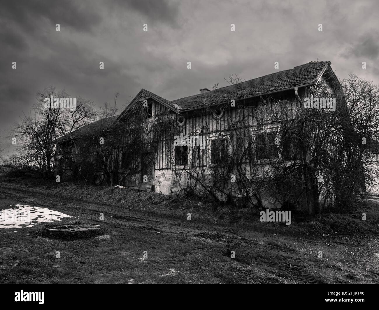 Spooky, casa abbandonata coltivata a piante, una rovina deserta a Mostviertel, bassa Austria in bianco e nero monocromatico Foto Stock