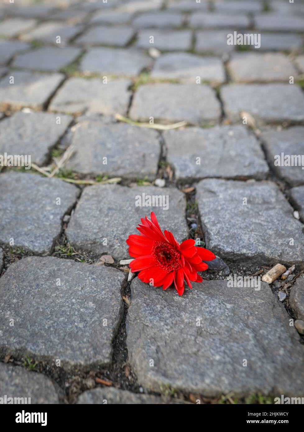 Immagine della profondità di campo poco profonda (fuoco selettivo) con un fiore rosso di garofano su una pavimentazione in pietra. Foto Stock