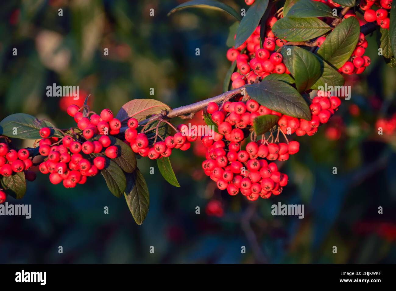 Bacche rosse d'inverno su un cespuglio di tardo Cotoneaster in una soleggiata giornata invernale Foto Stock