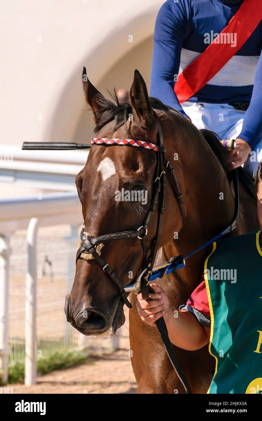 Cavallo da corsa in attesa dell'inizio del derby locale con il vostro jockey Foto Stock