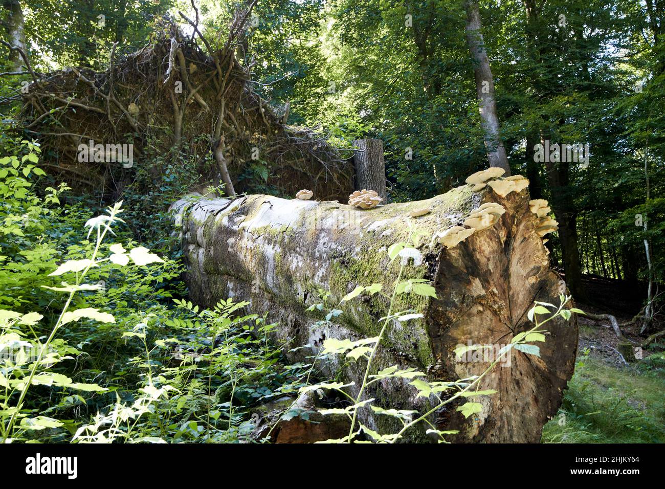 vecchio enorme albero caduto con funghi che crescono su di esso vicino alla strada vicino ambleside lake district, cumbria, inghilterra, regno unito Foto Stock