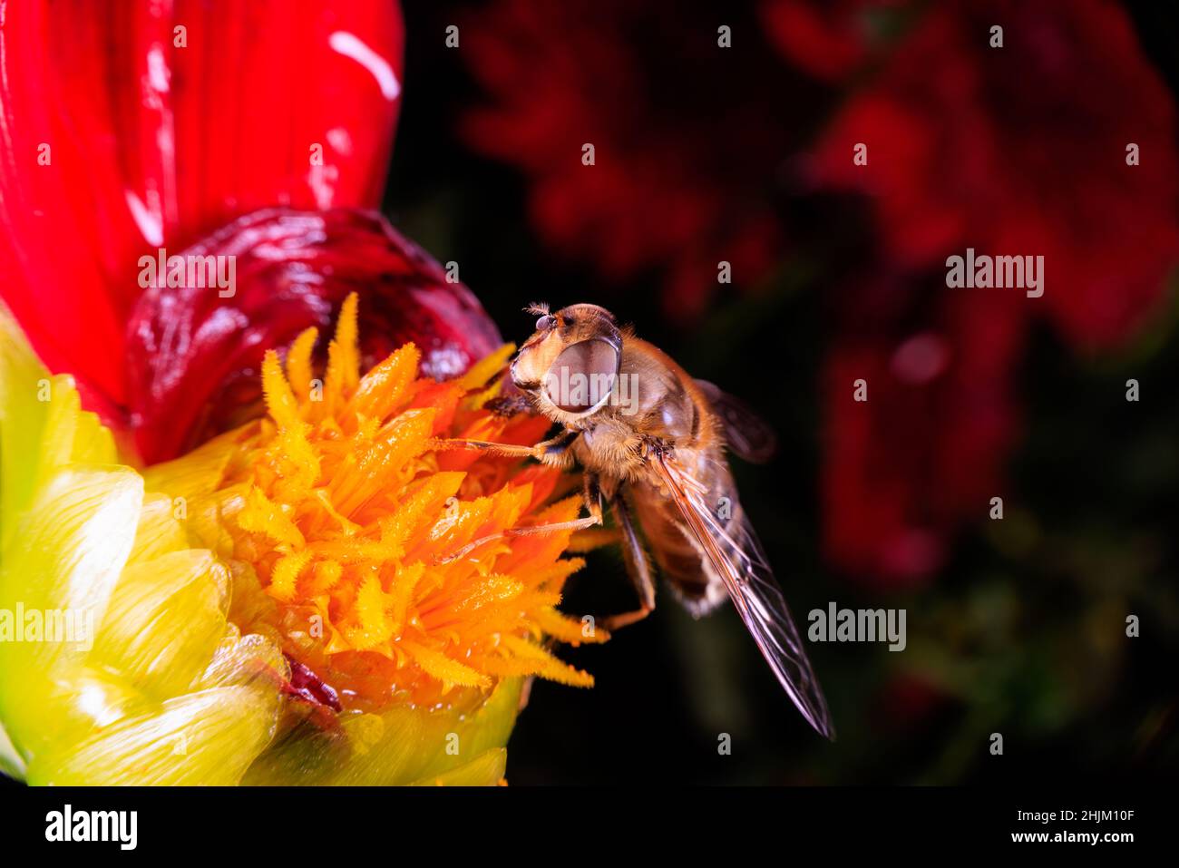 Primo piano ov a Hoverfly su un fiore Foto Stock