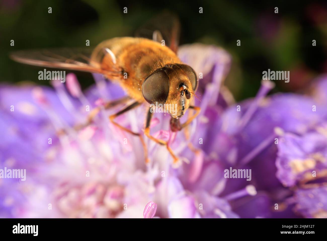 Primo piano ov a Hoverfly su un fiore viola Foto Stock