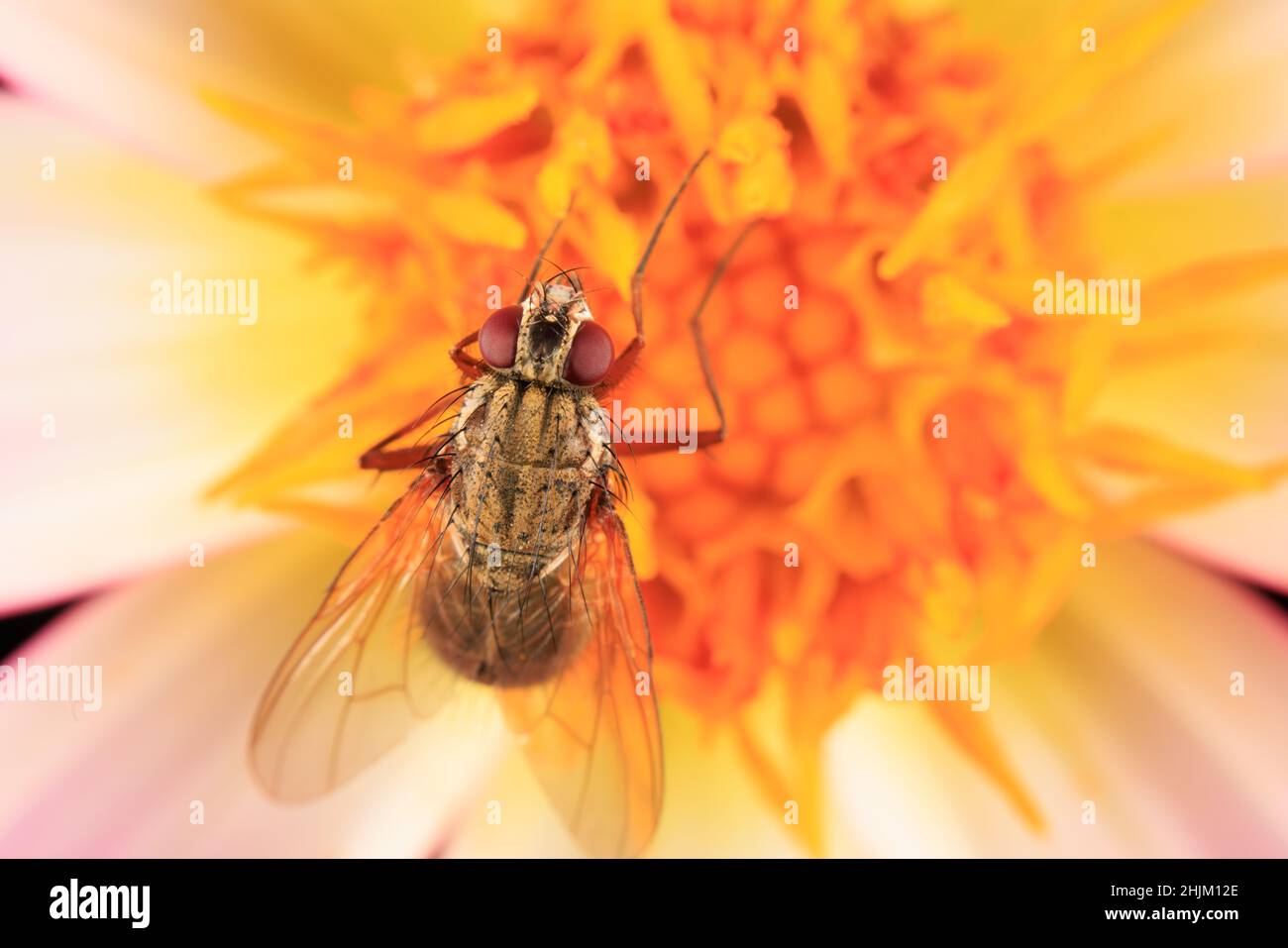 Primo piano di una pianura che guarda Hoverfly su un fiore bianco Foto Stock