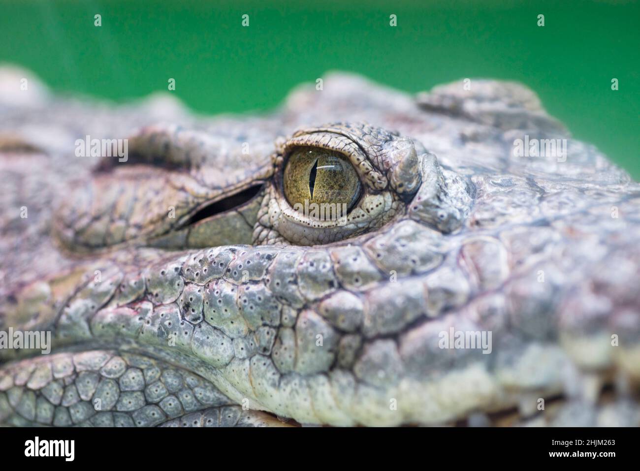 Occhio di coccodrillo. Occhio di cacciatore feroce e formidabile di coccodrillo. Foto Stock