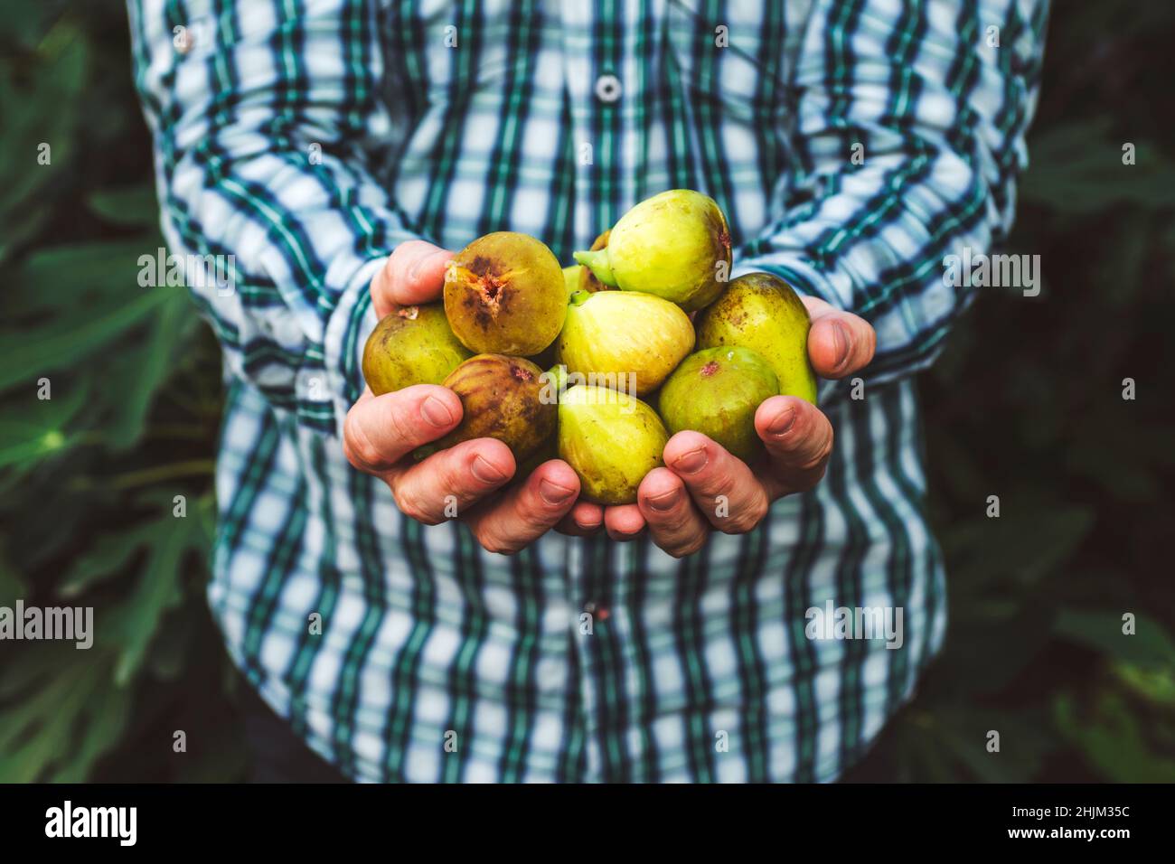 Un uomo che tiene in mano fichi freschi e maturi. Fichi freschi in mani maschili su sfondo di foglie. Foto Stock