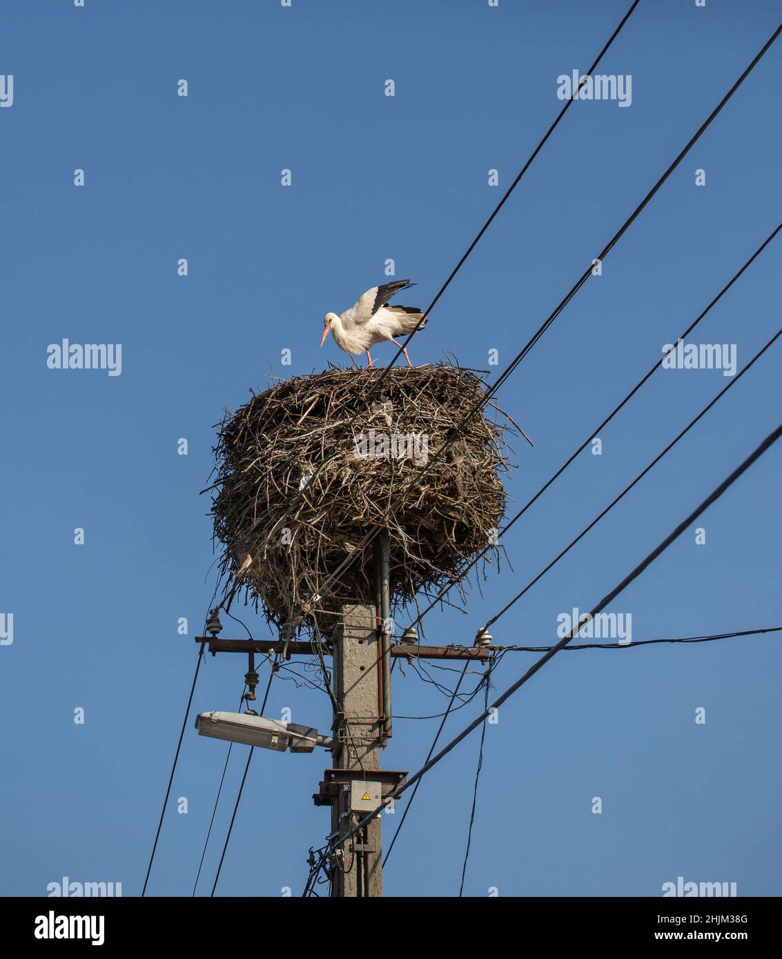 Cicogna bianca in grande nido su palo elettrico. I passeri costruiscono nidi nel nido della cicogna. Foto Stock