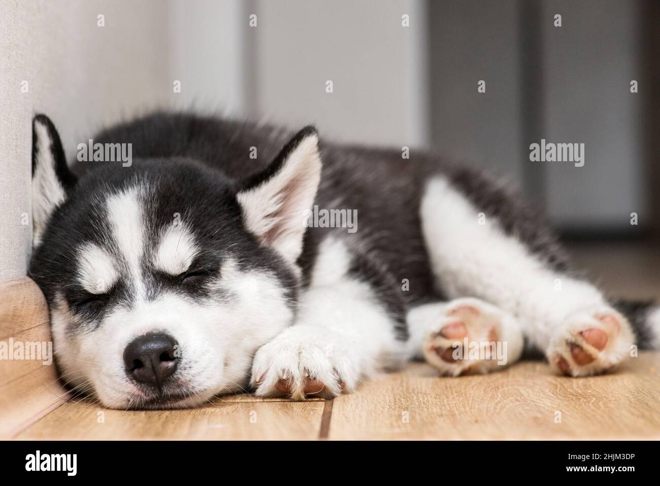 Husky cucciolo sta dormendo sul pavimento. Carino cucciolo di Husky sta dormendo. Foto Stock