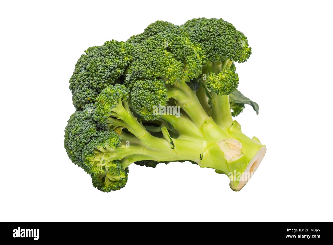 Broccoli isolati su sfondo bianco. Un ramo di broccoli verdi freschi. Cibo sano. Foto Stock
