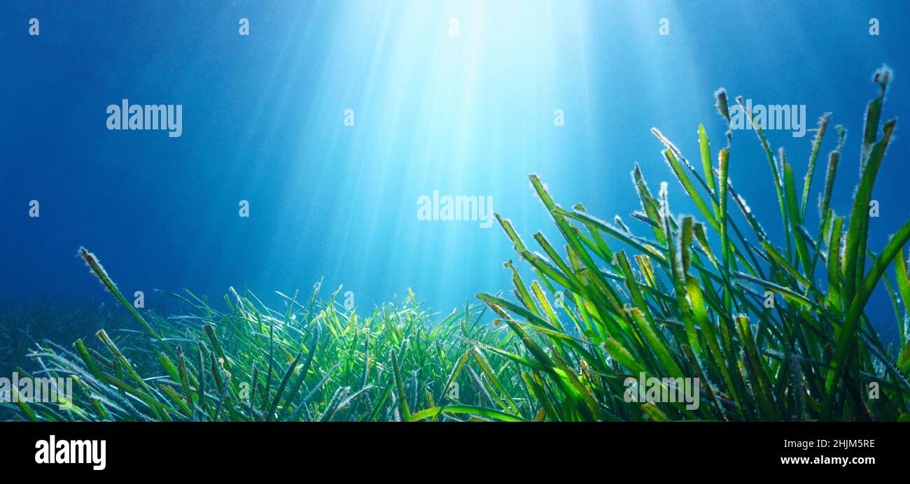 Acquitrino e luce naturale del sole sott'acqua nel mare (erba del Nettuno Posidonia oceanica), Mediterraneo, Francia Foto Stock