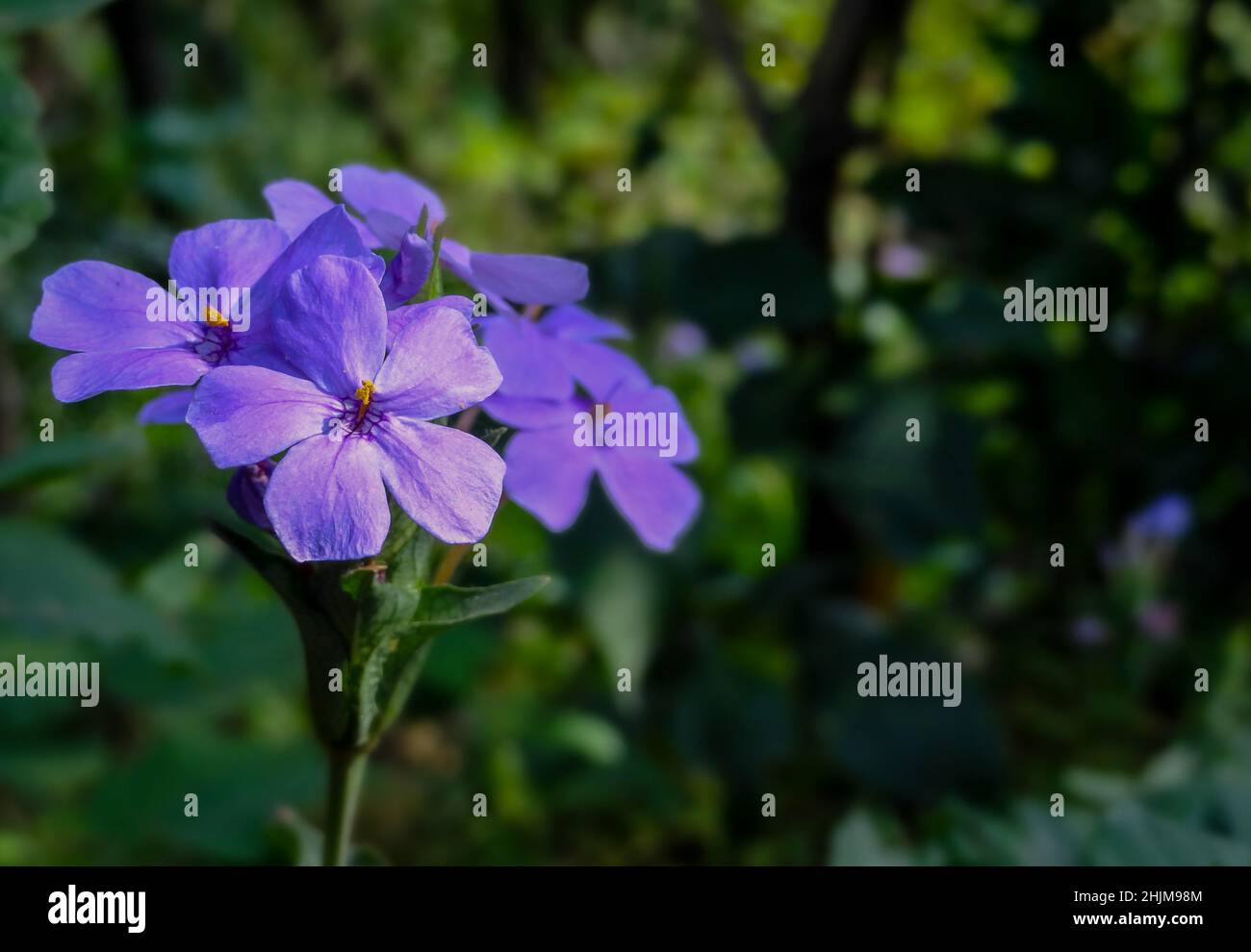 Fuoco selettivo di violette notturne in giardino Foto Stock