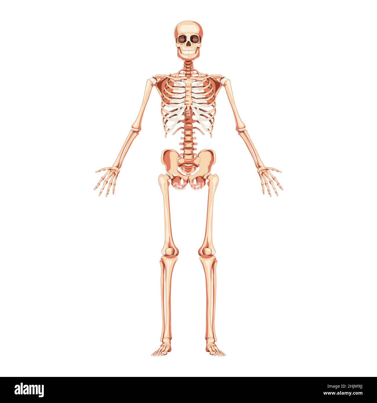 Scheletro Vista anteriore umana bracci aperti dritti. Realistico piatto anatomico colore naturale concetto medico accurata illustrazione Vector illustration board of anatomy isolato su sfondo bianco Illustrazione Vettoriale