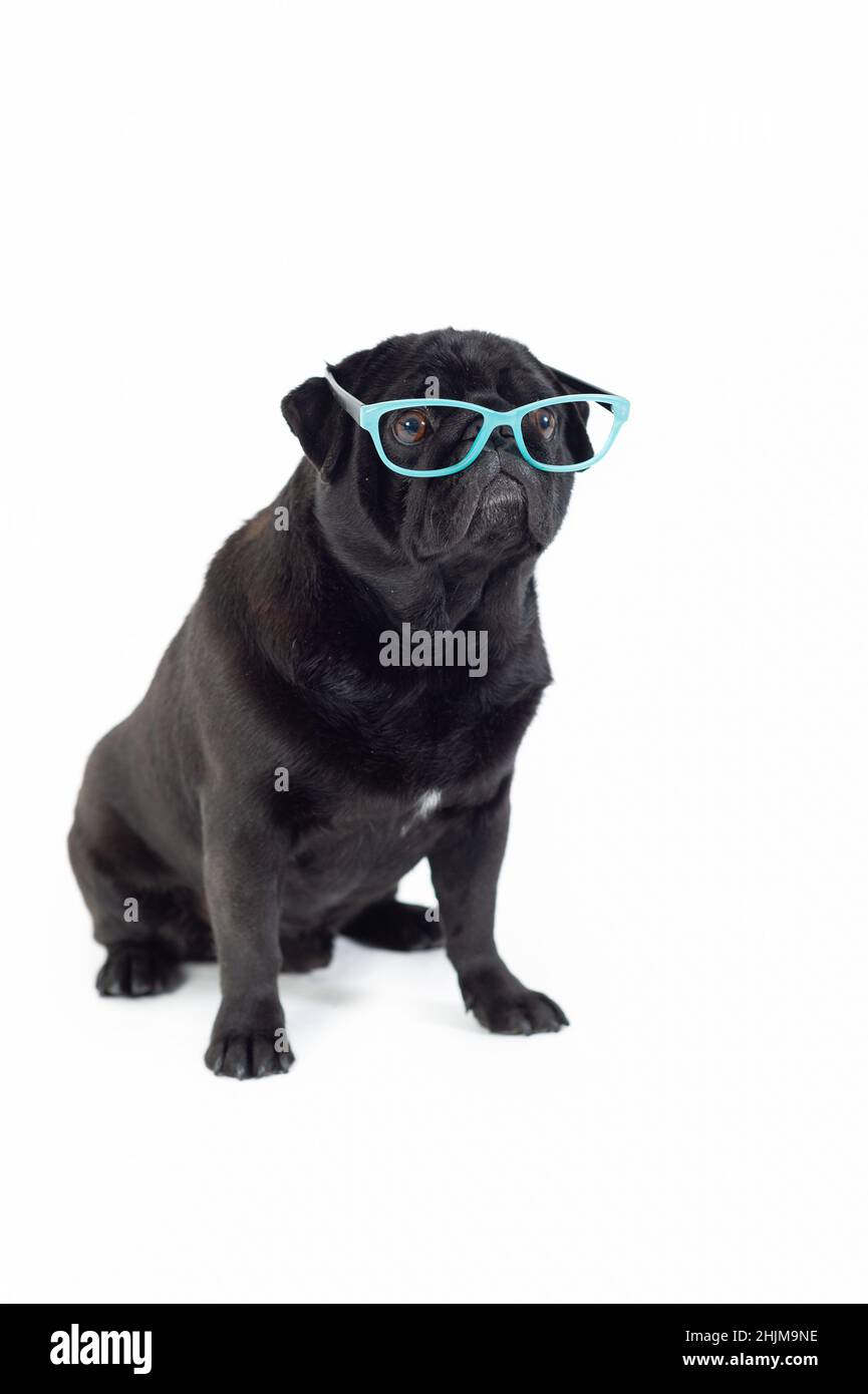 PUG purebred cane nero con occhiali da sole seduti sul pavimento Foto Stock