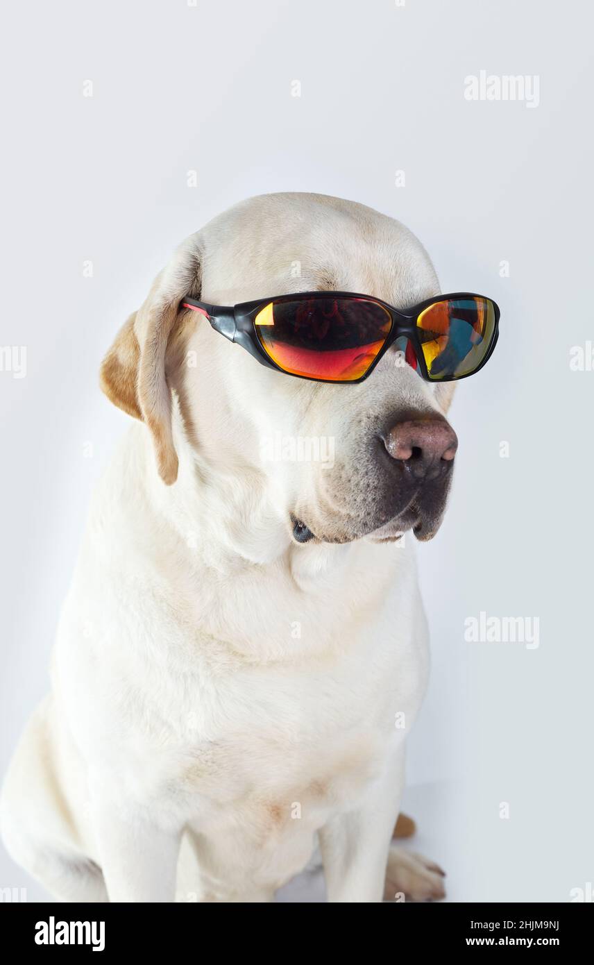 Labrador Retriever purebred cane giallo con occhiali da sole e fazzoletto Foto Stock