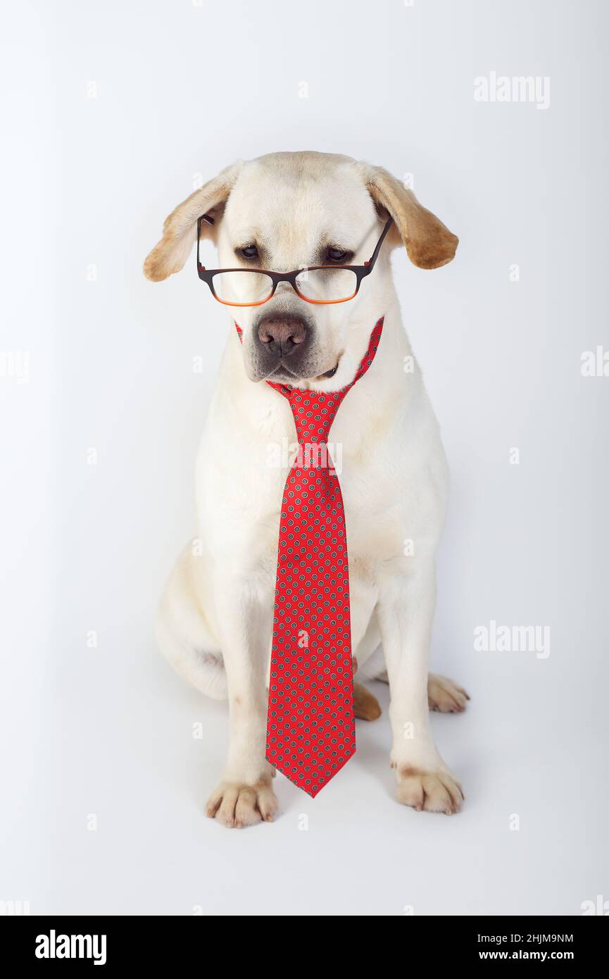Labrador Retriever cane giallo purebred con cravatta e occhiali seduti in studio Foto Stock