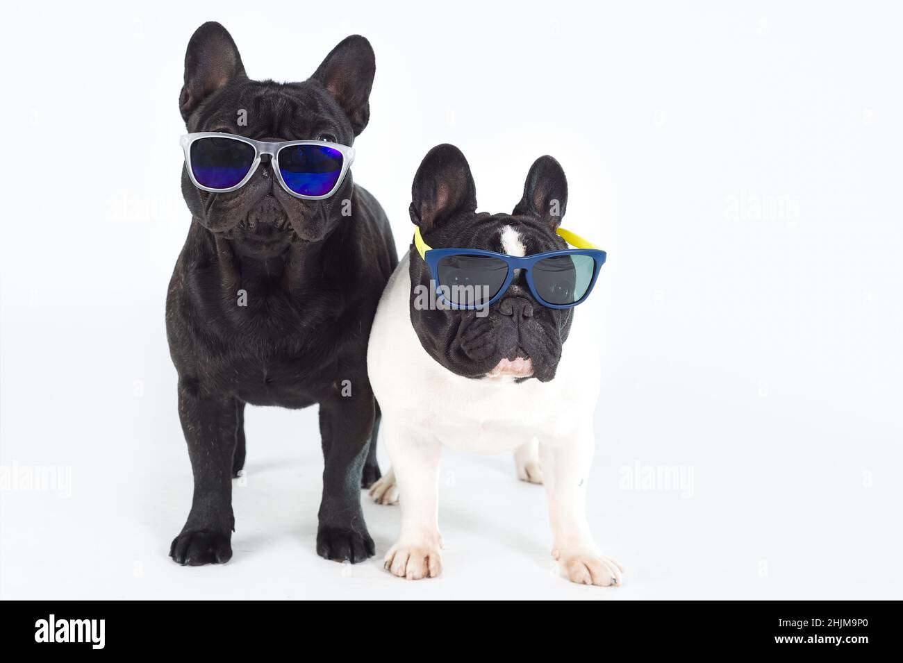Due cani da bulldog francesi purebred cane nero in piedi con occhiali da sole Foto Stock