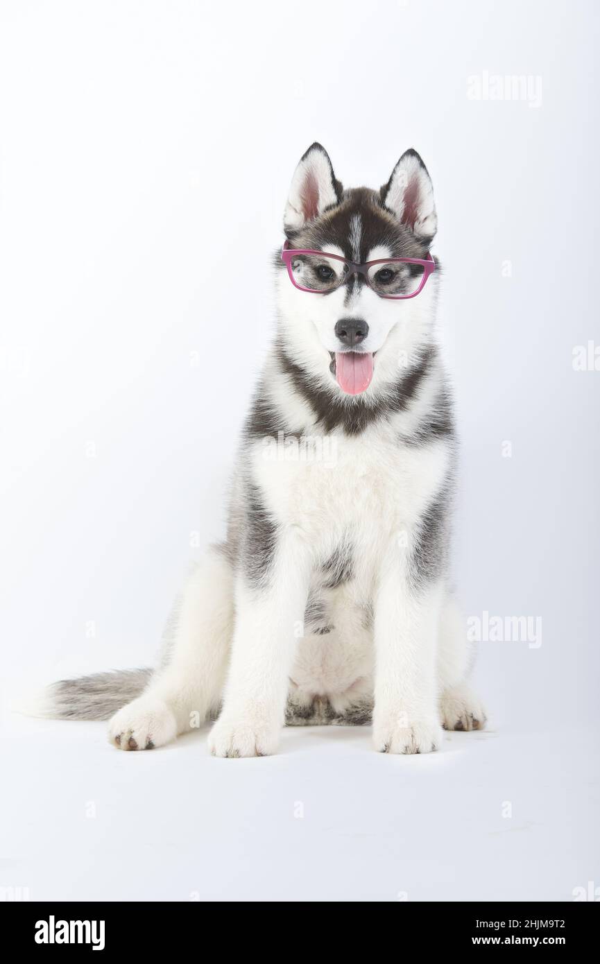 Cucciolo di cane Siberiano purebred Husky seduto con bicchieri in studio Foto Stock