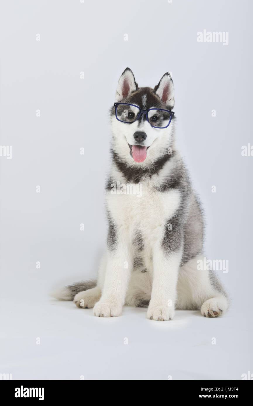 Cucciolo di cane Siberiano purebred Husky seduto con bicchieri in studio Foto Stock