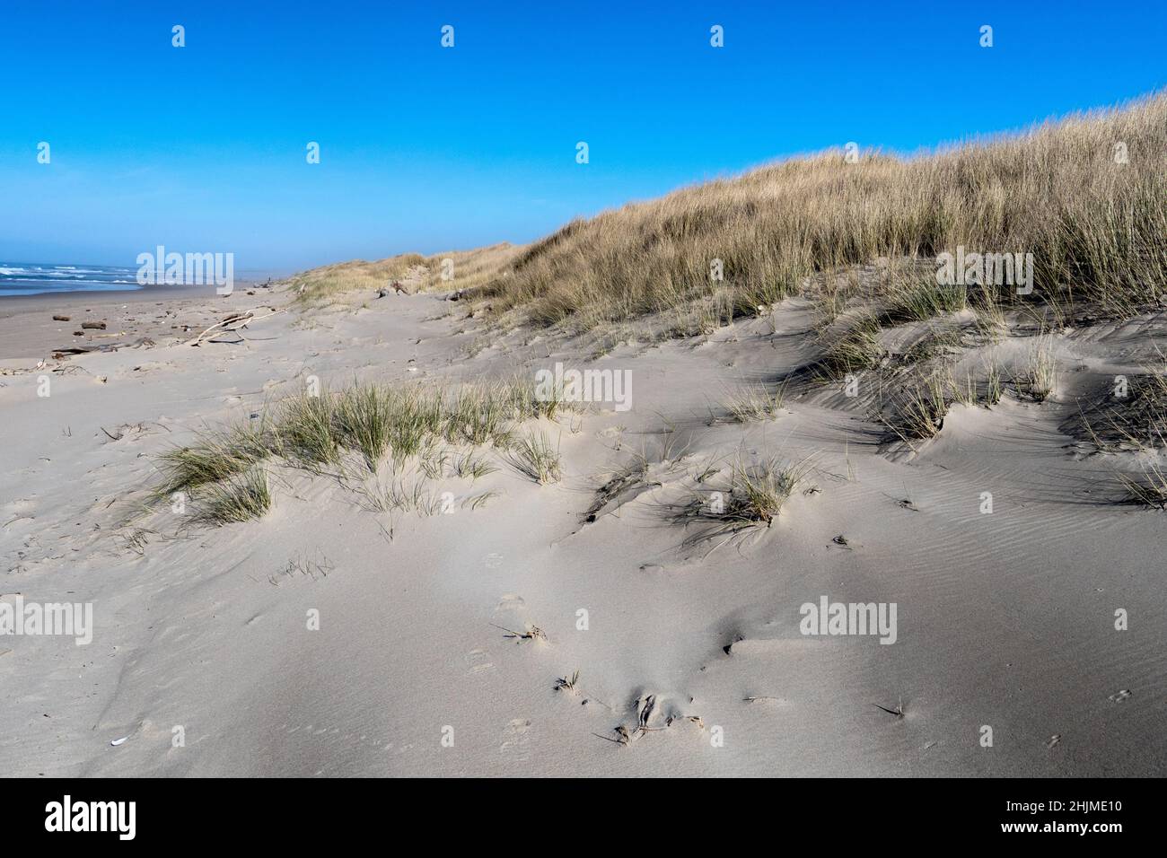 European beachgrass (Ammophila arenaria), un'erba invasiva che ha stabilizzato le dune costiere, Oregon Dunes, USA Foto Stock