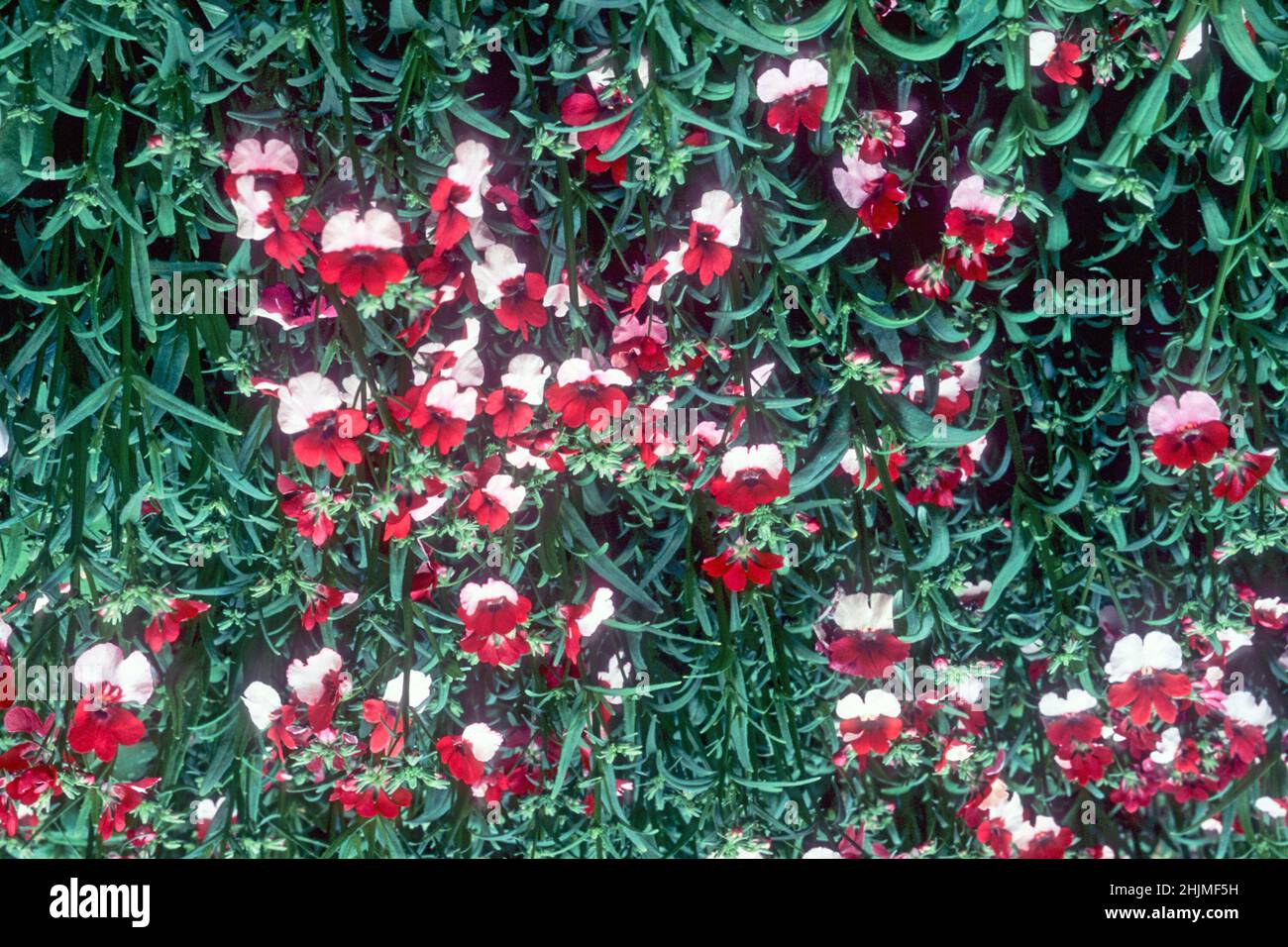 Nemesia strumosa Red Ensign anche Danish Flag un'estate fioritura bicolorata rosso e bianco semidolorosa annuale ideale per biancheria da letto e contenitori Foto Stock