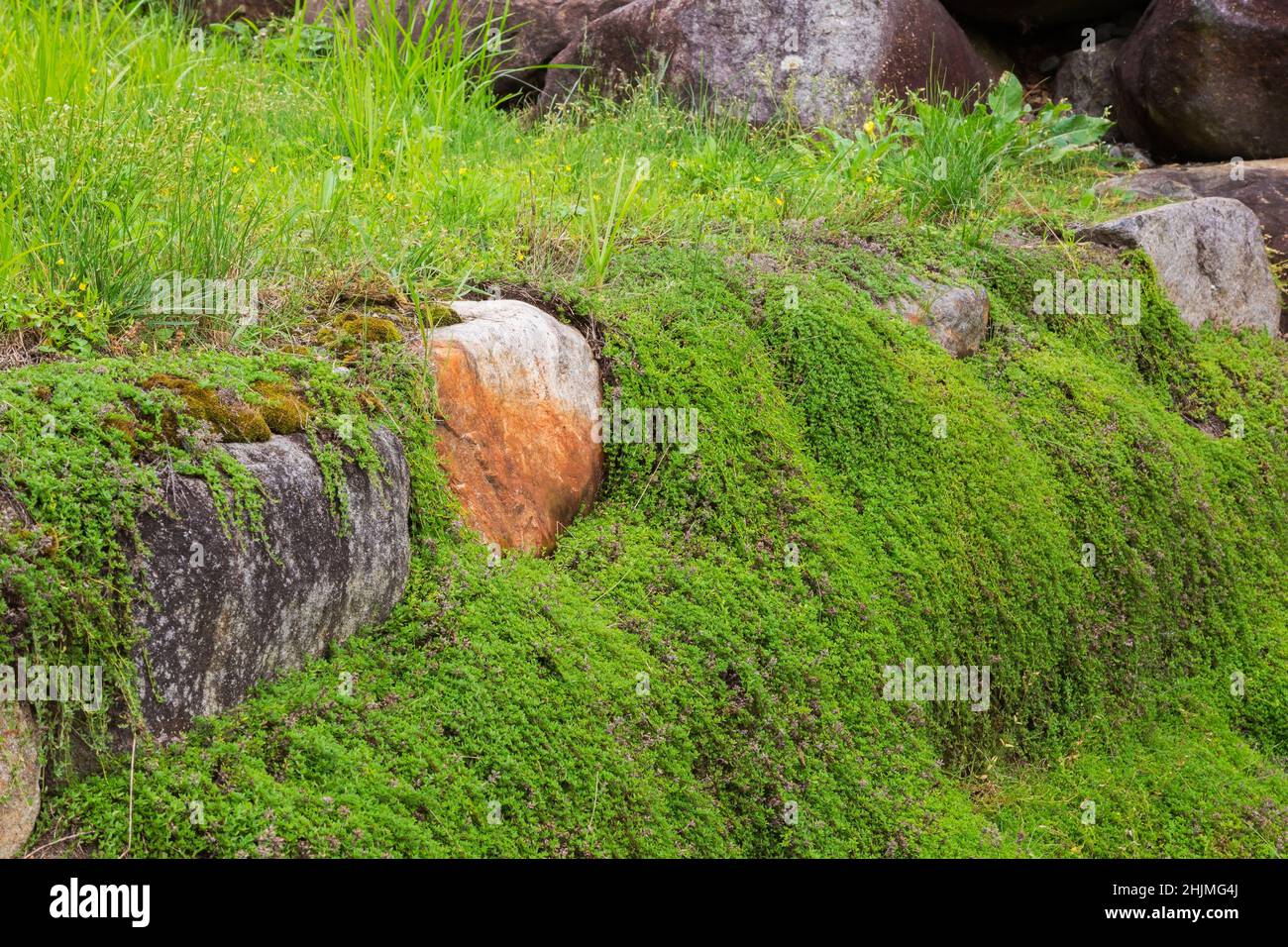 Muro di roccia di ritegno con Thymus serpyllum - Timo selvatico in giardino cortile in estate. Foto Stock