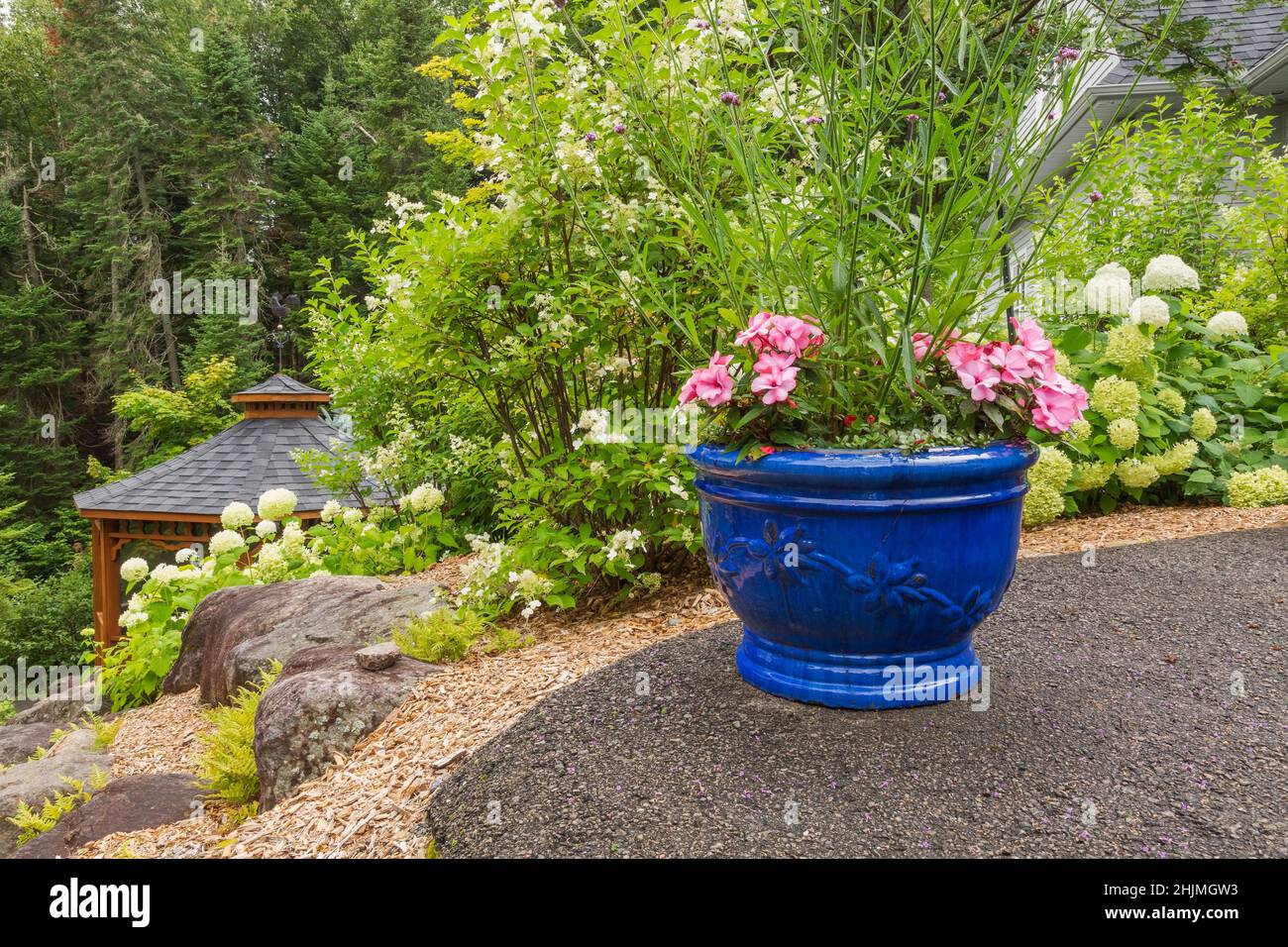 Piantatrice in ceramica blu con Impatiens rosa - Balsam fiori più Hydrangea arborescens 'Annabelle', Hydrangea paniculata arbusti in rilievo bordo di roccia. Foto Stock