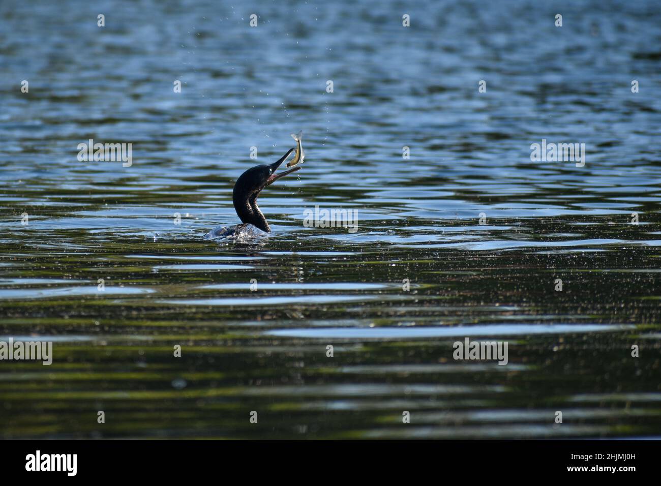 Cormorano neotropico o cormorano olivaceo (Nannopterum brasilianum) ha appena catturato un pesce Foto Stock