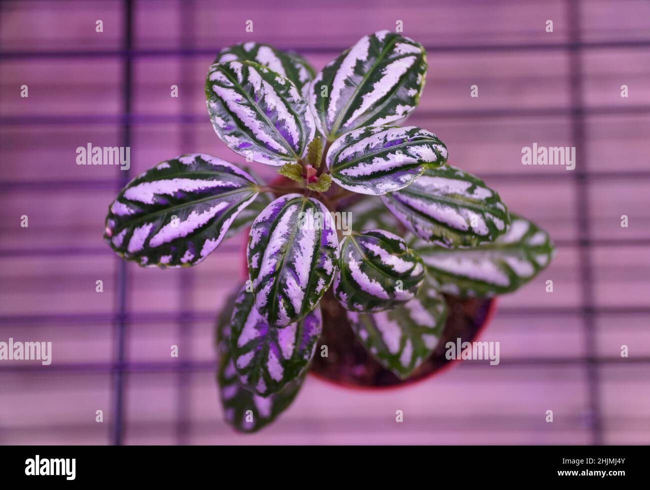 Belle foglie d'argento e verde di Pilea Aluminium Foto Stock